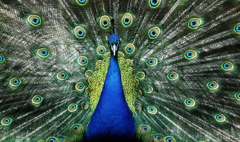 uhke lind välja sirutamas oma tiibu