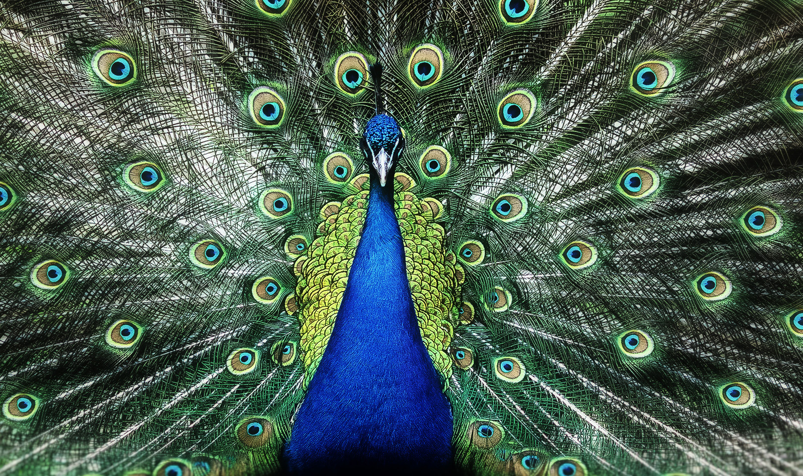 uhke lind välja sirutamas oma tiibu